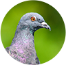 ハト